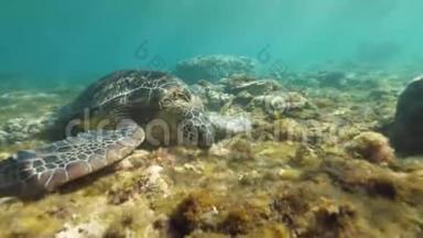 海龟在水下底部吃海藻。 透明海水中珊瑚礁上的热带海龟。 水下